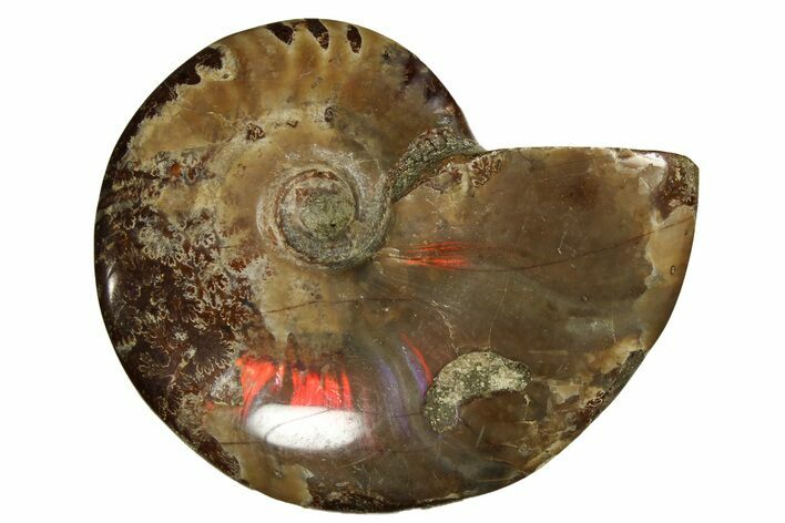 Red Flash Ammonite Fossil - Madagascar #187263